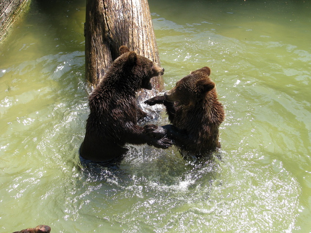 Wildlife in Slovakia, Bojnice (allright, it was taken in Zoo :-))