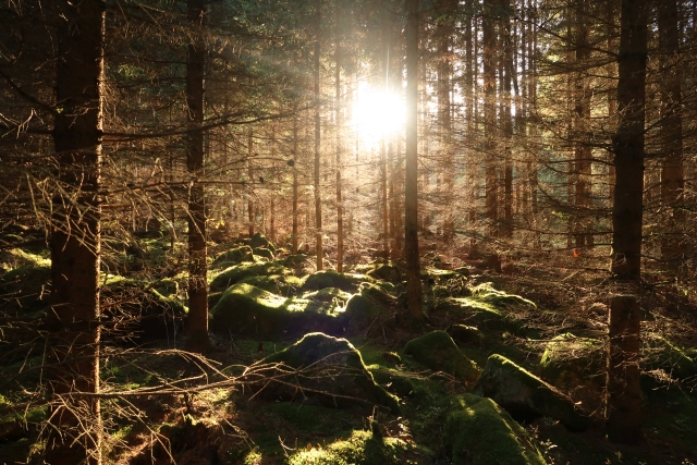 Forrest somewhere in South Bohemia